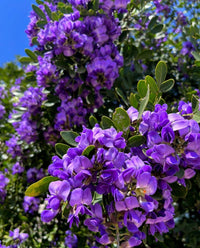 Ornamental texas laurel samen for elegant gardens