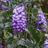 Texas laurel samen for anpflanzung