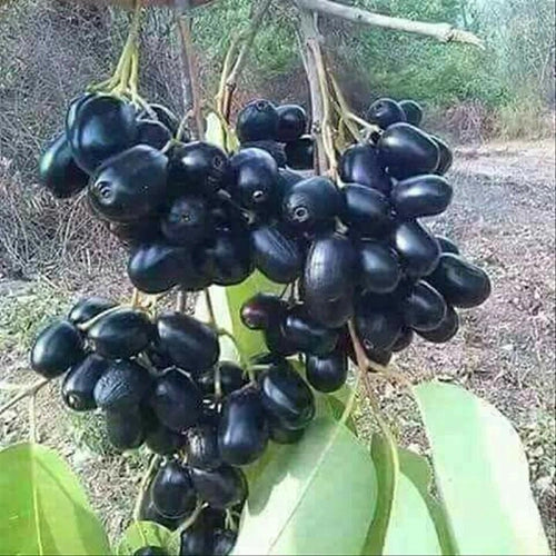 Syzygium Frucht Samen für einfaches Anpflanzen