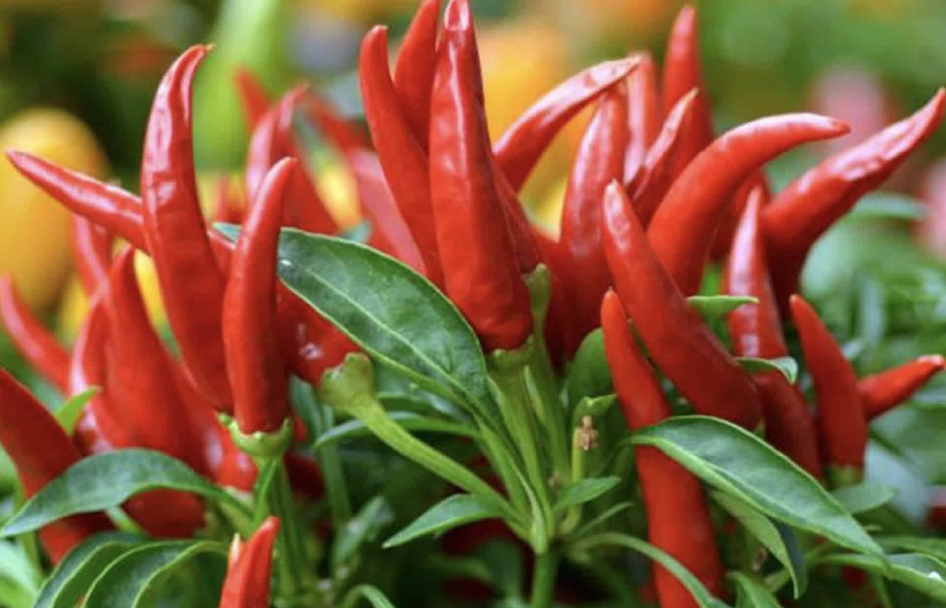 Transform Your Garden with Thai Dragon Peppers - Samen for Authentic Spice