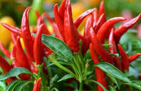 Transform Your Garden with Thai Dragon Peppers - Samen for Authentic Spice