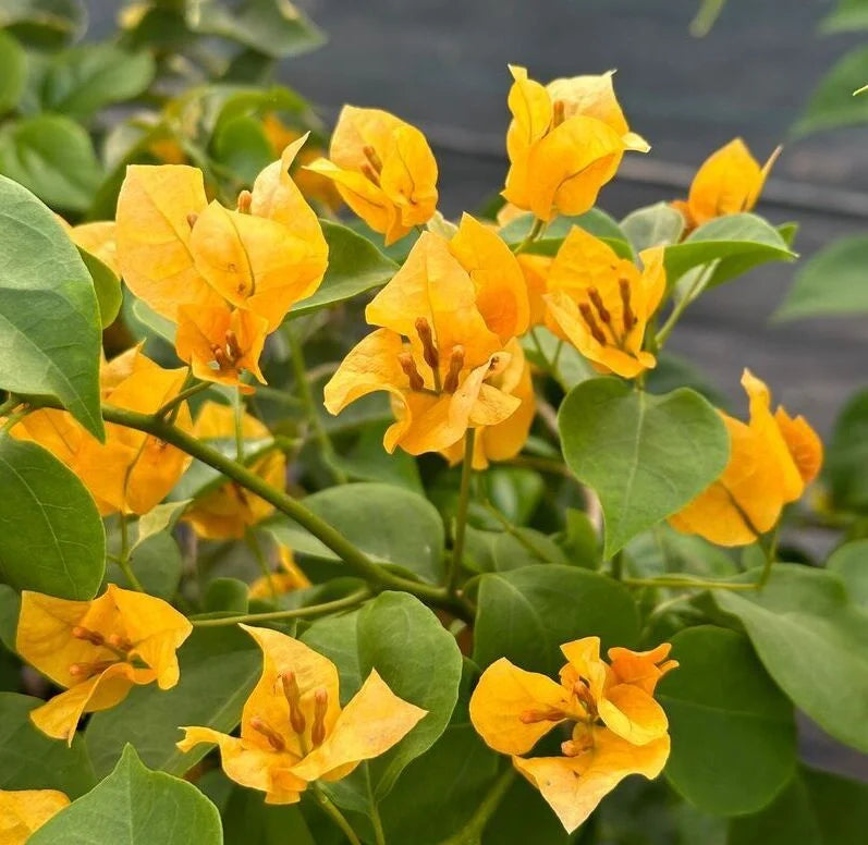dunkel Gelb Drillingsblume Blumensamen zur Aussaat – Drought verträglich Traditionssorte & ohne Gentechnik Samen Hausgarten