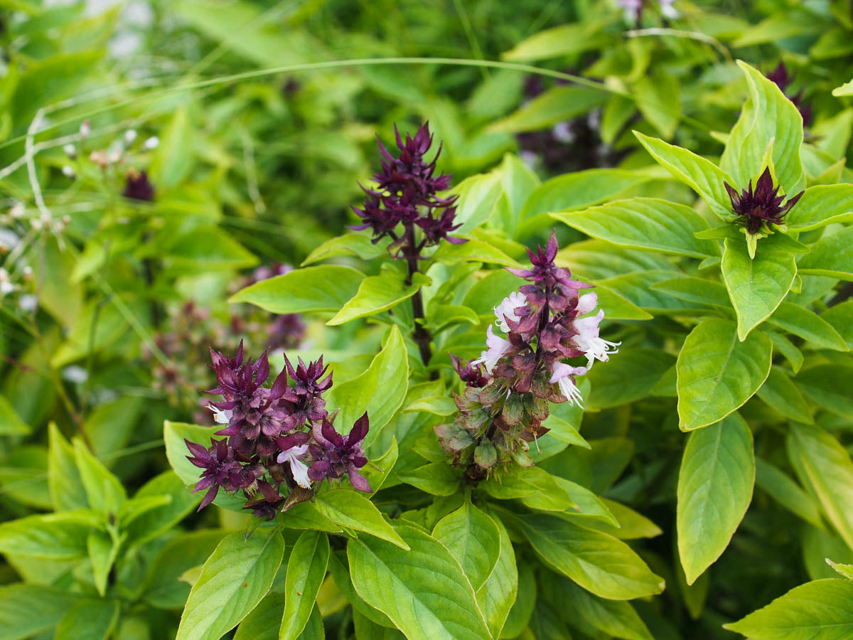 Basil Samen zum Pflanzen