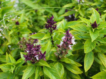 Basil Samen zum Pflanzen