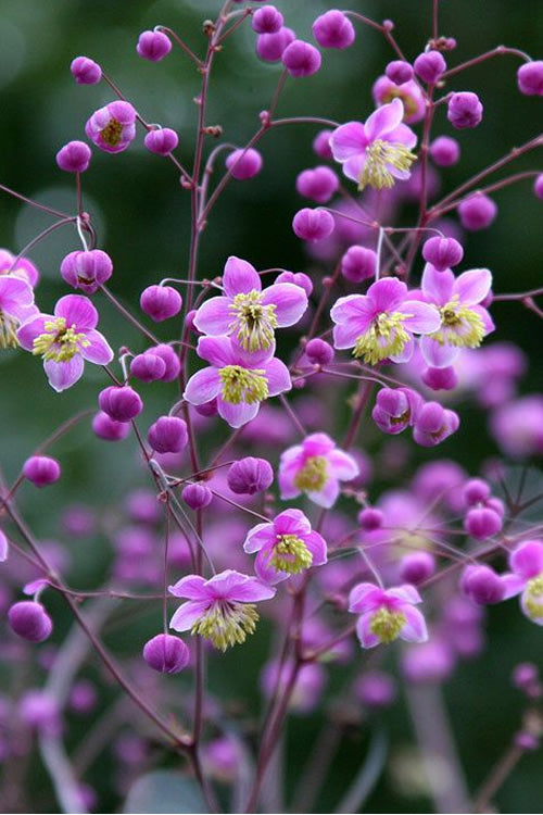 Lavendel Thalictrum Blumensamen zur Aussaat hochwertige Qualitäts- Traditionssorte & ohne Gentechnik Samen Hausgarten