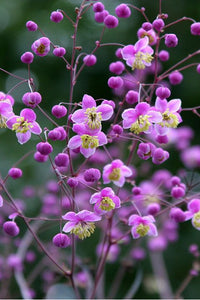 Lavendel Thalictrum Blumensamen zur Aussaat hochwertige Qualitäts- Traditionssorte & ohne Gentechnik Samen Hausgarten