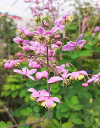 Lavendel Thalictrum Blumensamen zur Aussaat hochwertige Qualitäts- Traditionssorte & ohne Gentechnik Samen Hausgarten