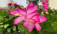 Weiß Rosa Zygocactus Truncatus Blumensamen zur Aussaat – lang Blüte Saison – Traditionssorte & ohne Gentechnik Samen Hausgarten