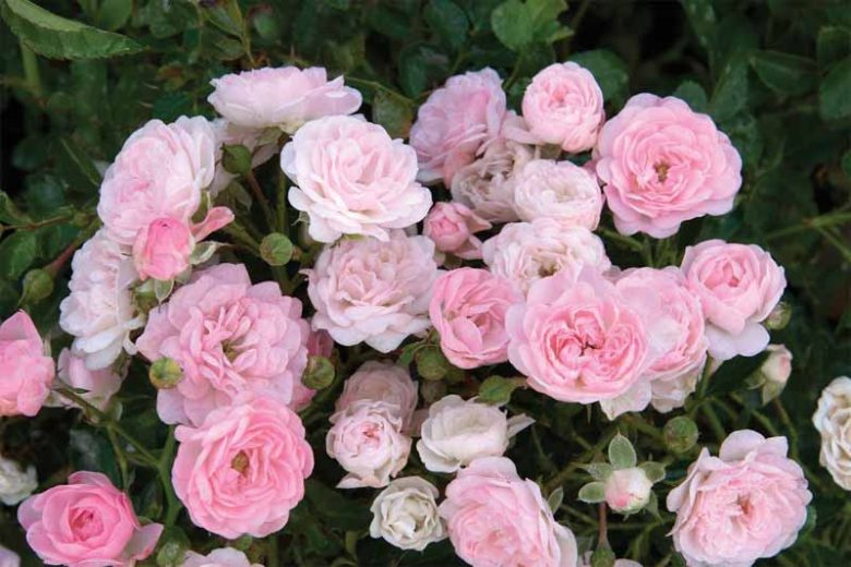 Polyantha Rose Blumensamen zur Aussaat ideal Rabatten Traditionssorte & ohne Gentechnik Samen Hausgarten