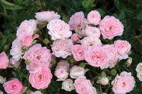 Polyantha Rose Blumensamen zur Aussaat ideal Rabatten Traditionssorte & ohne Gentechnik Samen Hausgarten
