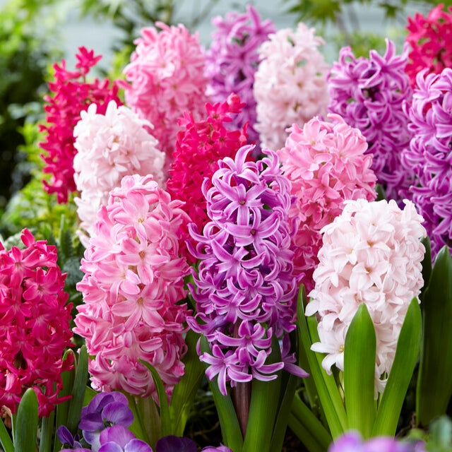 MultiColour Hyacinthus Orientalis Blumensamen zur Aussaat hochwertige Qualitäts- Traditionssorte & ohne Gentechnik Samen Hausgarten