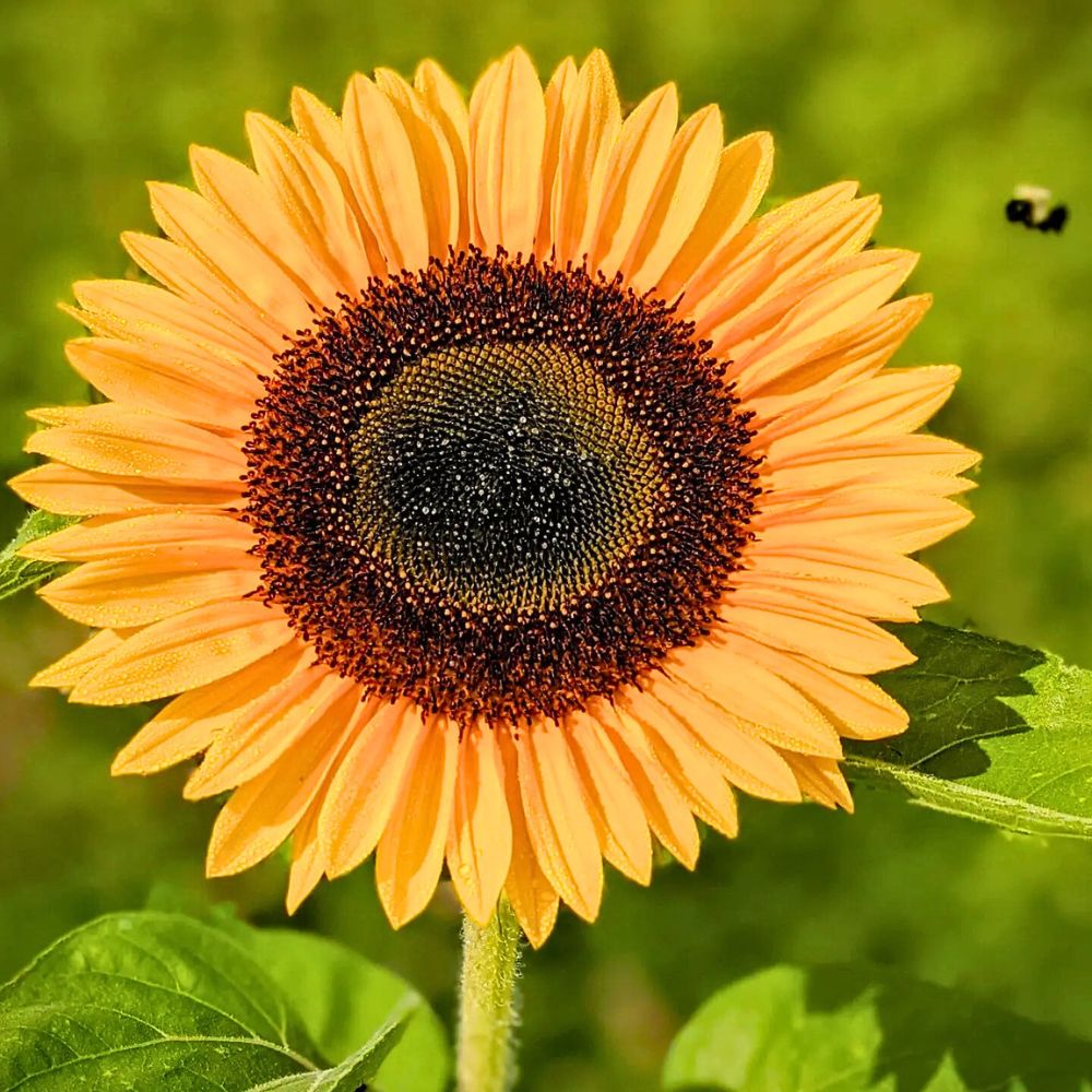 Orange Helianthus Blumensamen zur Aussaat – Bestäuber freundlich – Traditionssorte & ohne Gentechnik Samen Hausgarten
