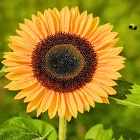 Orange Helianthus Blumensamen zur Aussaat – Bestäuber freundlich – Traditionssorte & ohne Gentechnik Samen Hausgarten
