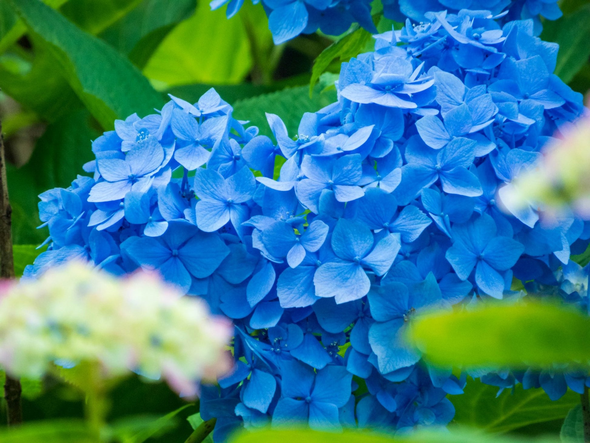 Himmelblau Azalee Samen zur Aussaat – Bring Blau Blüten Garten