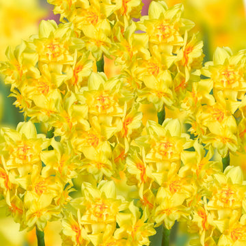 hell Gelb Narzisse Samen zur Aussaat mehrjährig Frühling Blüten Garten