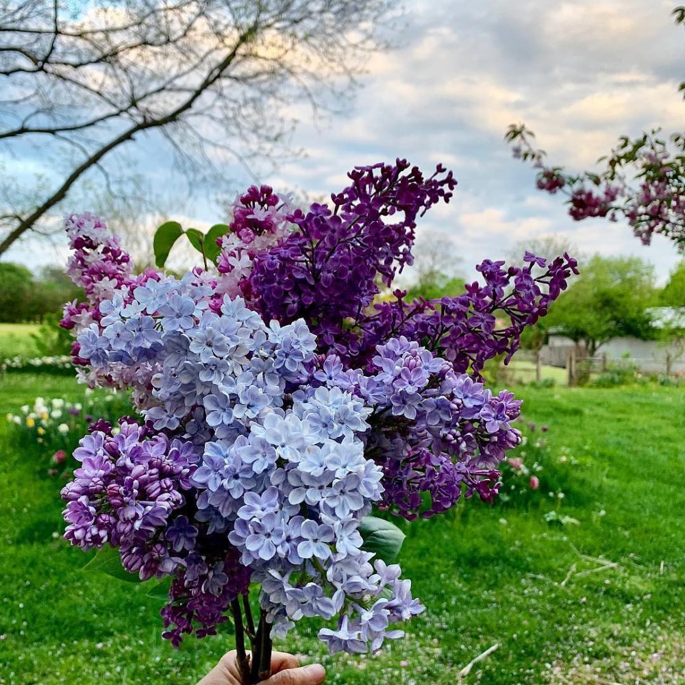 Lilac Lila Blume Samen zur Aussaat – mehrjährig Garten Blüten