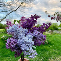 Lilac Lila Blume Samen zur Aussaat – mehrjährig Garten Blüten