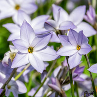 Starflower Samen einzigartig und farbenfroh Garten Decoration