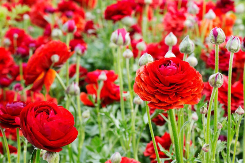 Rot ranunculus blume samen blume samen for anpflanzung sun loving heirloom & gmo free samen for home garten 
 
 sale for anpflanzung in home garten