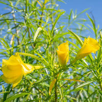 Thevetia Blumensamen zur Aussaat ideal Rabatten Traditionssorte & ohne Gentechnik Samen Hausgarten
