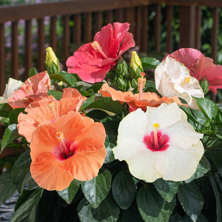 Hibiskus Blumensamen zur Aussaat lang Blüte Saison Traditionssorte & ohne Gentechnik Samen Hausgarten