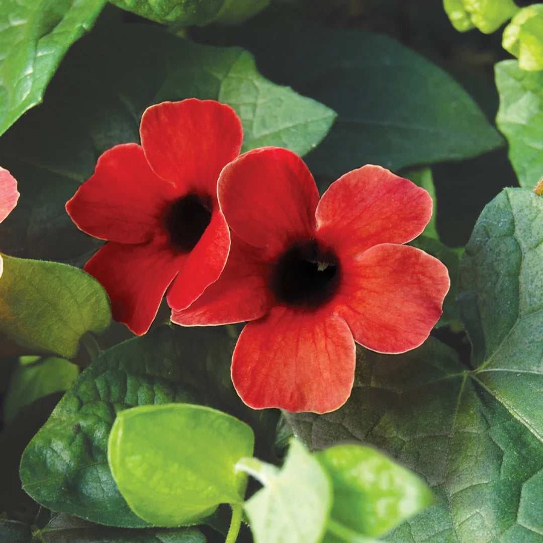 Alata Blumensamen zur Aussaat – Drought verträglich – Traditionssorte & ohne Gentechnik Samen Hausgarten