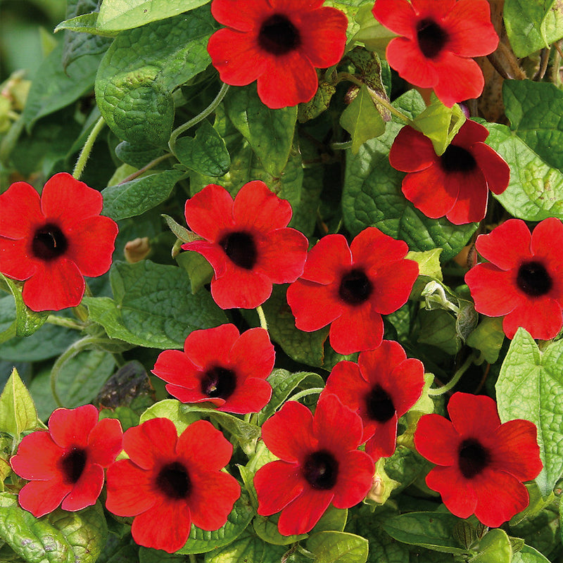 Thunbergia alata blume samen for anpflanzung premium quality heirloom & gmo free samen for home garten 
 
 sale for anpflanzung in home garten