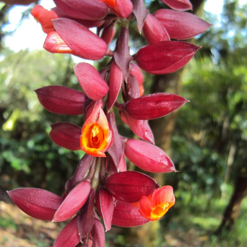 Thunbergia Coccinea Blumensamen zur Aussaat kompakt Wuchs Traditionssorte & ohne Gentechnik Samen Haus Garde