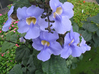Thunbergia Blumensamen zur Aussaat Anzucht Traditionssorte & ohne Gentechnik Samen Haus Gardan