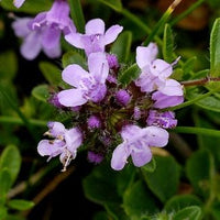 Creeping Thyme Samen zur Aussaat ideal Bodendecker Blumen