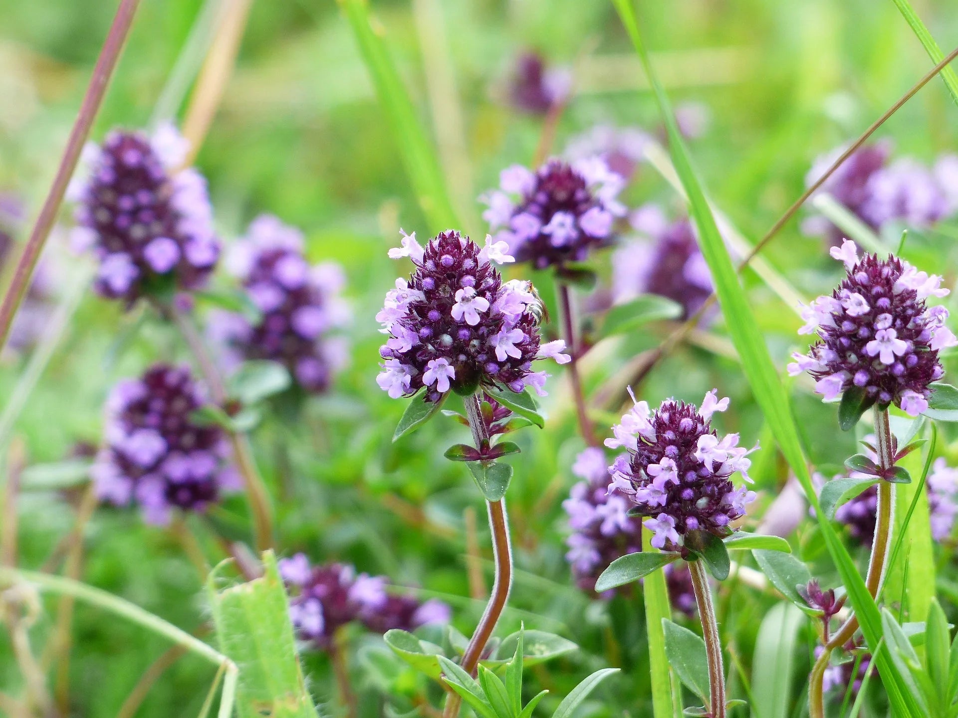 Lila Creeping Thyme Blumensamen zur Aussaat saisonal Dauerblüher Traditionssorte & ohne Gentechnik Samen Hausgarten