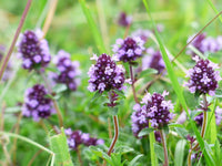 Lila Creeping Thyme Blumensamen zur Aussaat saisonal Dauerblüher Traditionssorte & ohne Gentechnik Samen Hausgarten