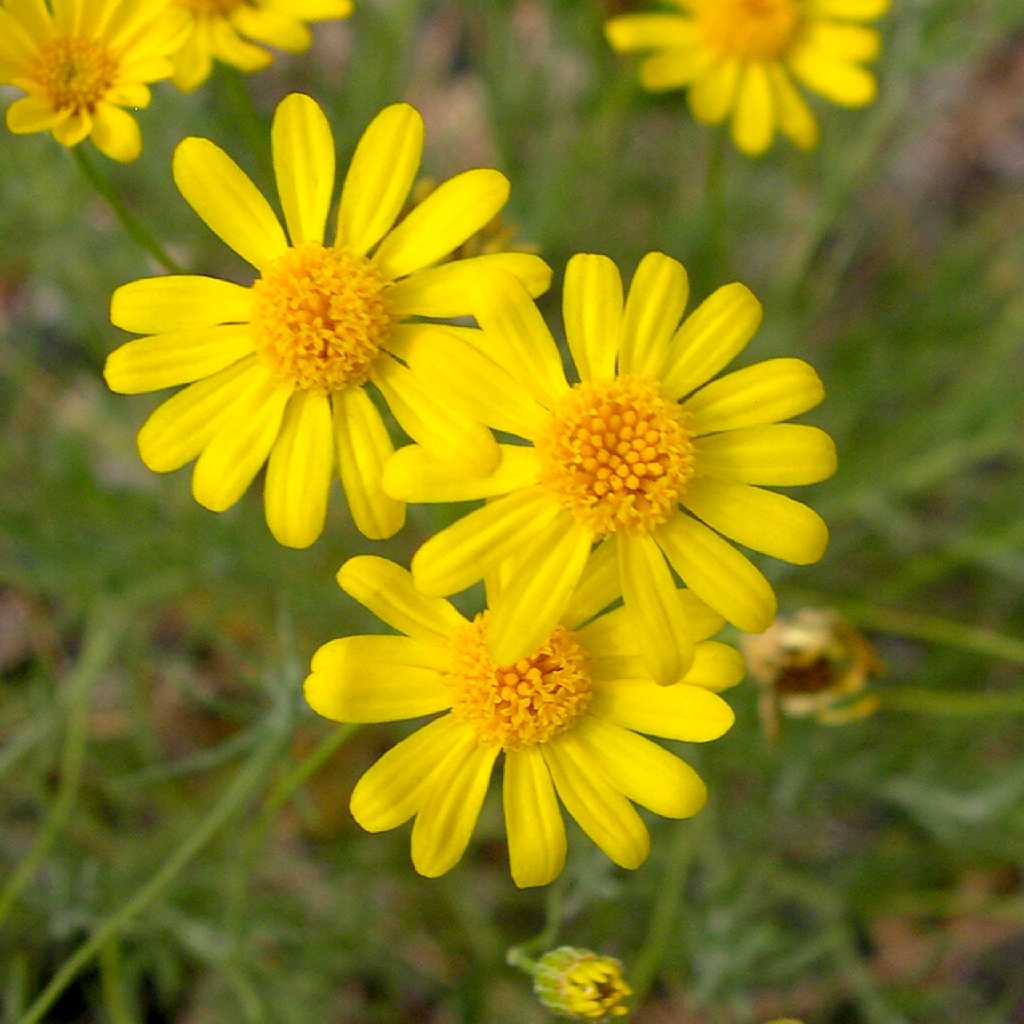 Gelb Thymophylla Blumensamen zur Aussaat – sonnenliebend – Traditionssorte & ohne Gentechnik Samen Hausgarten