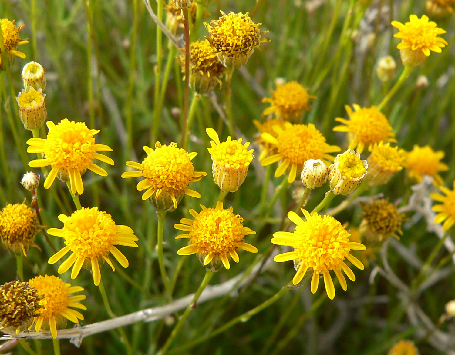Gelb Thymophylla Blumensamen zur Aussaat – sonnenliebend – Traditionssorte & ohne Gentechnik Samen Hausgarten