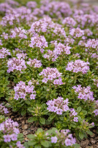 Grün Thymus Serpyllum Blumensamen zur Aussaat – saisonal Dauerblüher – Traditionssorte & ohne Gentechnik Samen Hausgarten