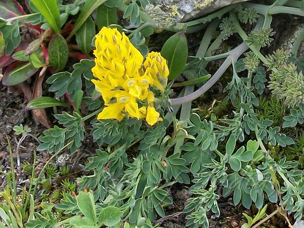 Gelb Corydalis Blumensamen zur Aussaat Garten beliebt Traditionssorte & ohne Gentechnik Samen Hausgarten