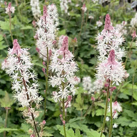 Rosa Weiß Tiarella Blumensamen zur Aussaat – lang Blüte Saison – Traditionssorte & ohne Gentechnik Samen Hausgarten