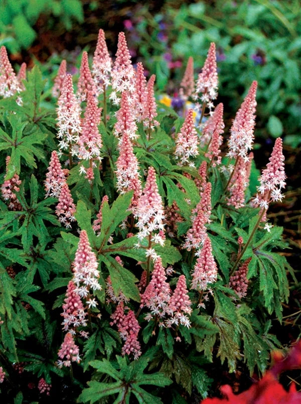 Non gmo weiß foam blume tiarella samen