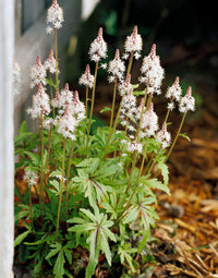 Weiß tiarella flowering samen for gardens