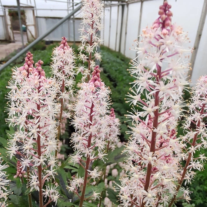 Rosa Weiß Tiarella Blumensamen zur Aussaat – lang Blüte Saison – Traditionssorte & ohne Gentechnik Samen Hausgarten