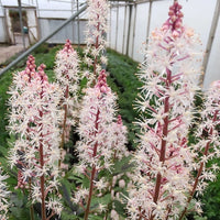 Rosa Weiß Tiarella Blumensamen zur Aussaat – lang Blüte Saison – Traditionssorte & ohne Gentechnik Samen Hausgarten