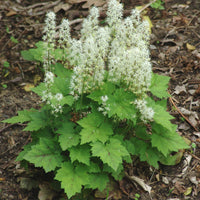 Grün Tiarella Blumensamen zur Aussaat – kompakt Wuchs – Traditionssorte & ohne Gentechnik Samen Hausgarten