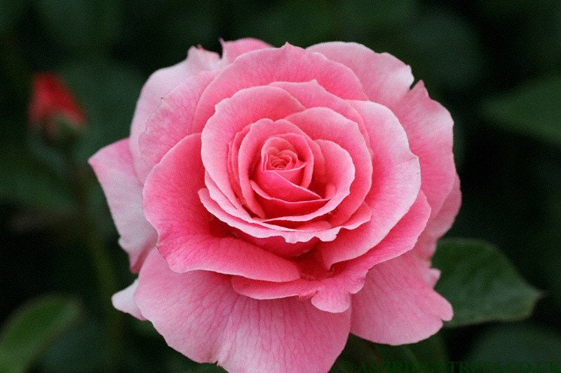 Rosa Death Rose Samen Frühling Aussaat