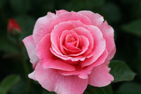 Rosa Death Rose Samen Frühling Aussaat