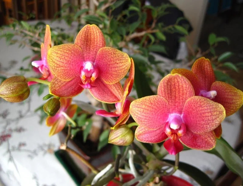 Orange Schmetterlingsorchidee Orchidee Samen Blumensamen zur Aussaat leuchtend Blüten Traditionssorte & ohne Gentechnik Samen Hausgarten