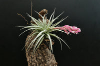 Grün Tillandsia Streptophylla Blumensamen zur Aussaat Landhaus Garten wichtig Traditionssorte & ohne Gentechnik Samen Hausgarten