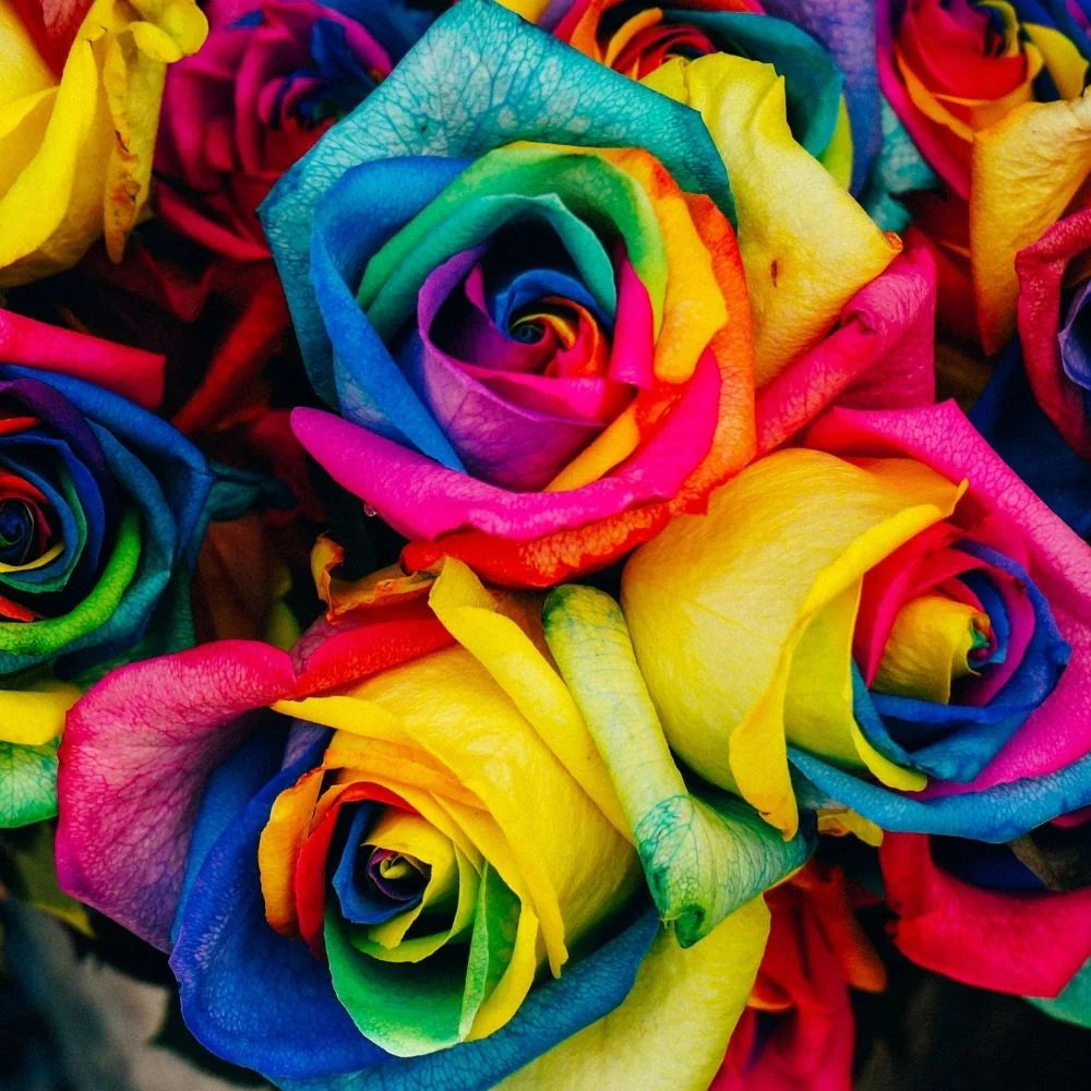 MultiColor Rose Blumensamen zur Aussaat Traditionssorte ohne Gentechnik Samen ideal Garten Bestäuber freundlich