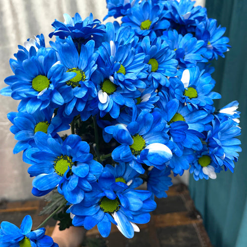 Blau osteospermum samen for anpflanzung - add stunning blooms to your garten