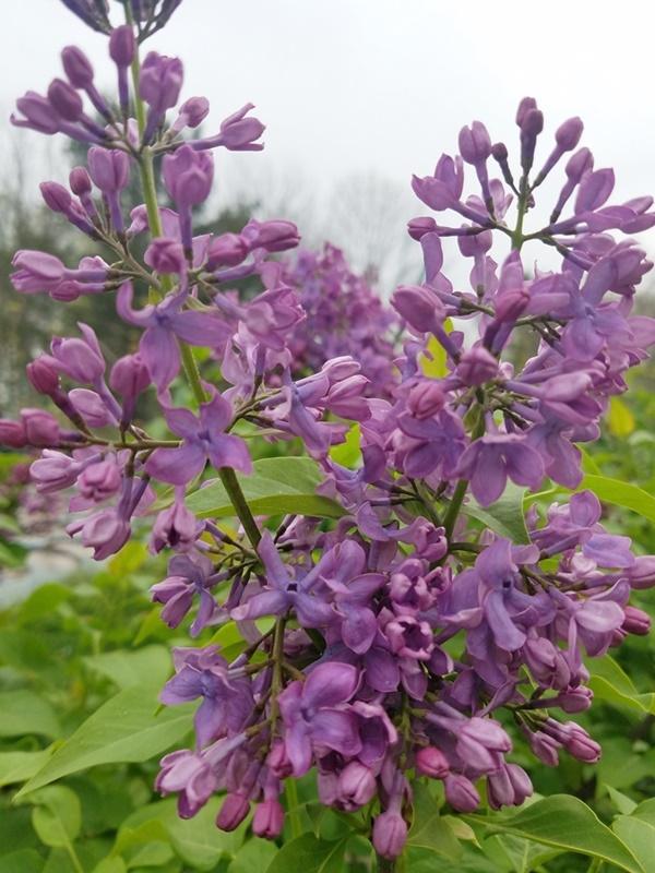 Tiny Dancer Blumensamen zur Aussaat Wildblume Mischung Traditionssorte & ohne Gentechnik Samen Hausgarten