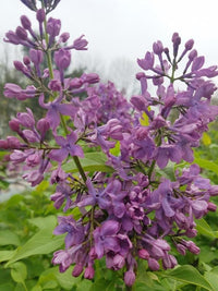 Tiny Dancer Blumensamen zur Aussaat Wildblume Mischung Traditionssorte & ohne Gentechnik Samen Hausgarten